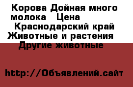 Корова Дойная много молока › Цена ­ 45 000 - Краснодарский край Животные и растения » Другие животные   